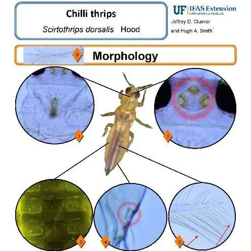 thumbnail for publication: Pest Identification Guide: Chilli Thrips Scirtothrips dorsalis Hood